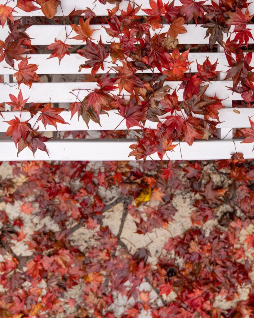 Garden — Nature & garden photography by Wasim Muklashy