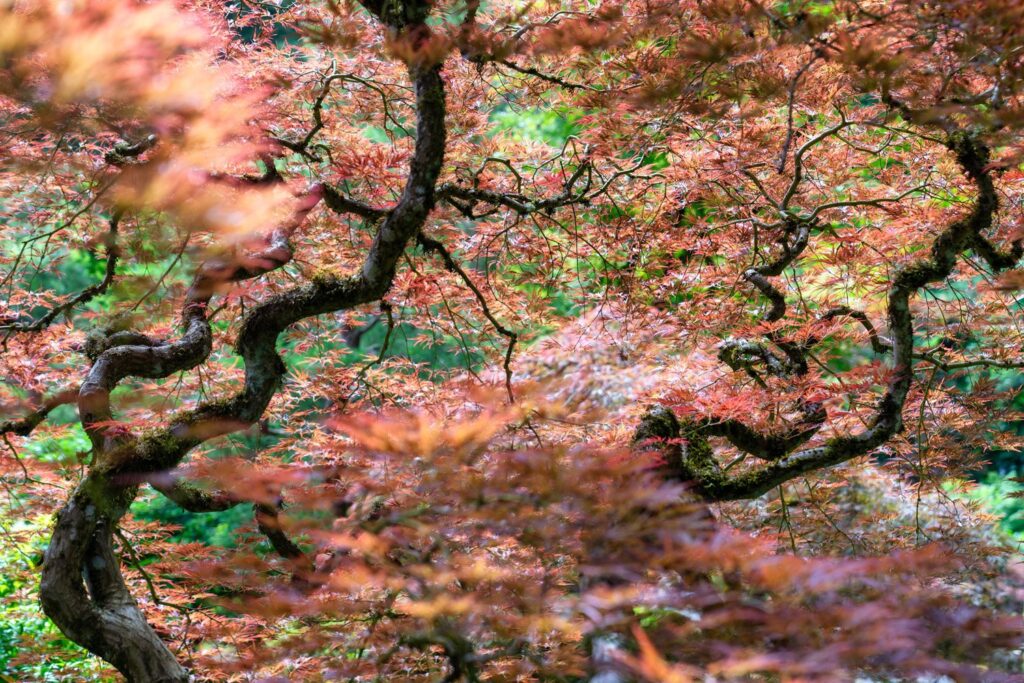Garden — Nature & garden photography by Wasim Muklashy