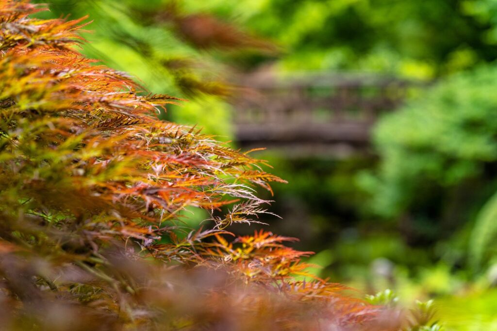 Garden — Nature & garden photography by Wasim Muklashy