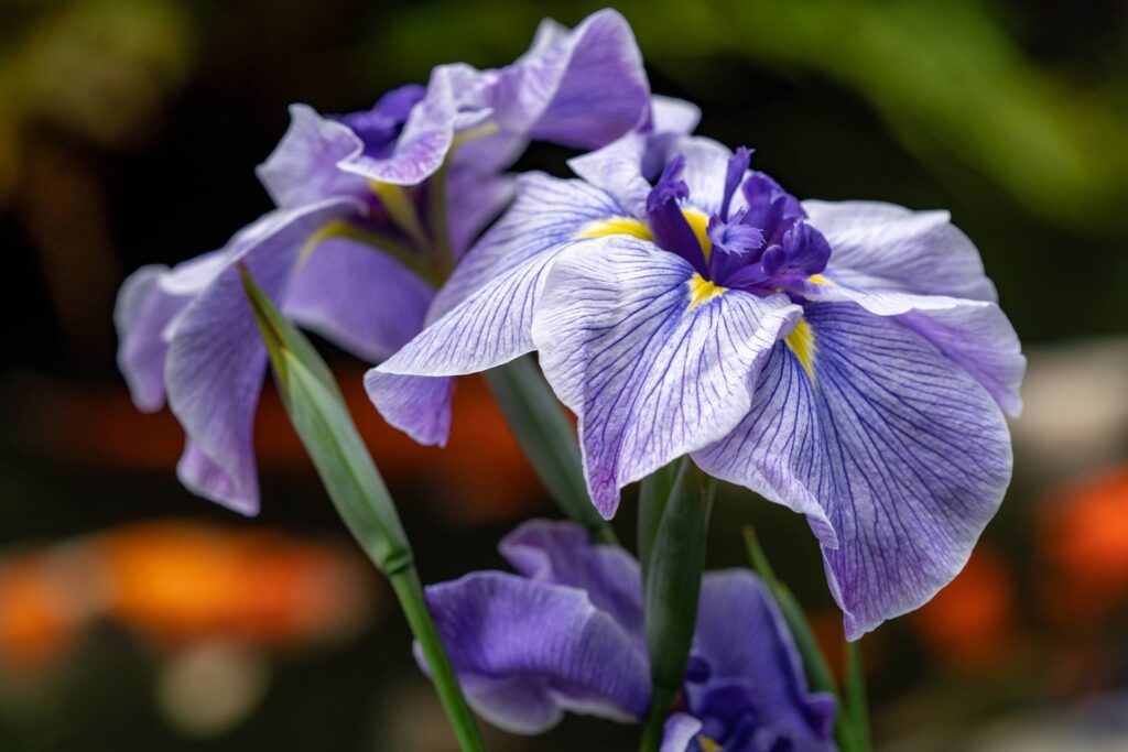 Garden — Nature & garden photography by Wasim Muklashy
