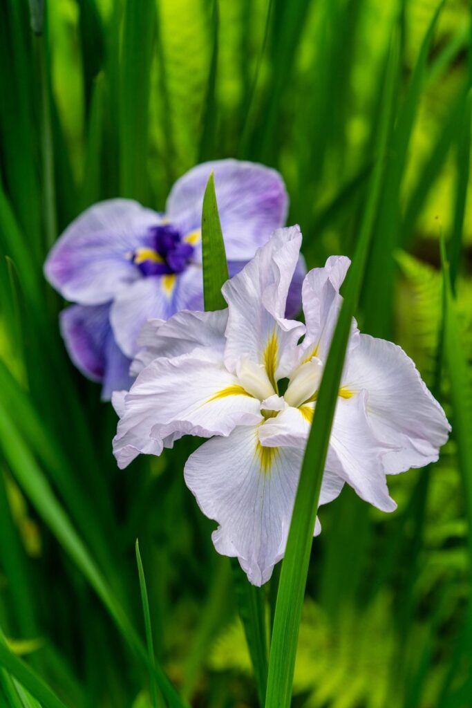 Garden — Nature & garden photography by Wasim Muklashy