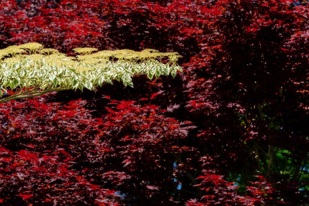 Garden — Nature & garden photography by Wasim Muklashy