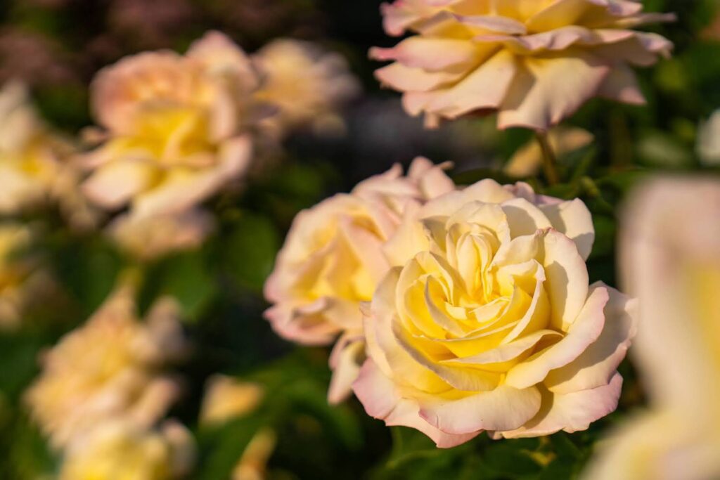 Garden — Nature & garden photography by Wasim Muklashy