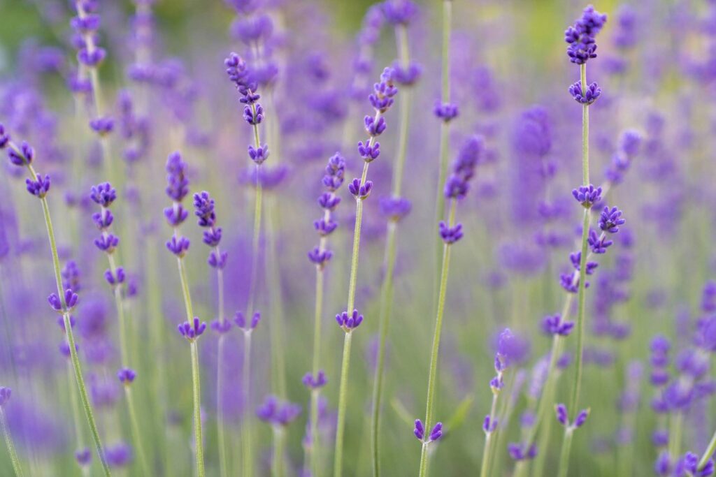 Garden — Nature & garden photography by Wasim Muklashy