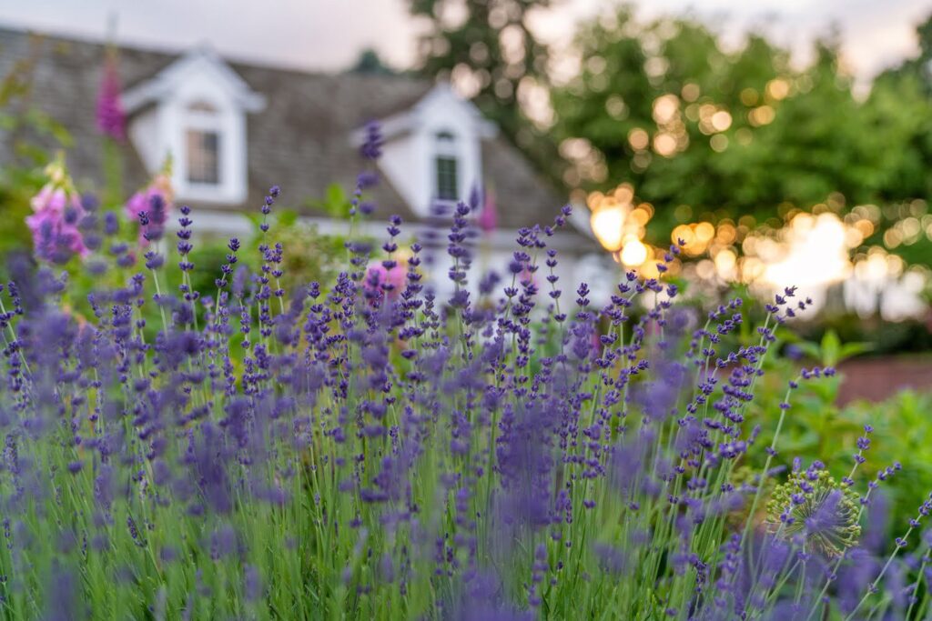 Garden — Nature & garden photography by Wasim Muklashy