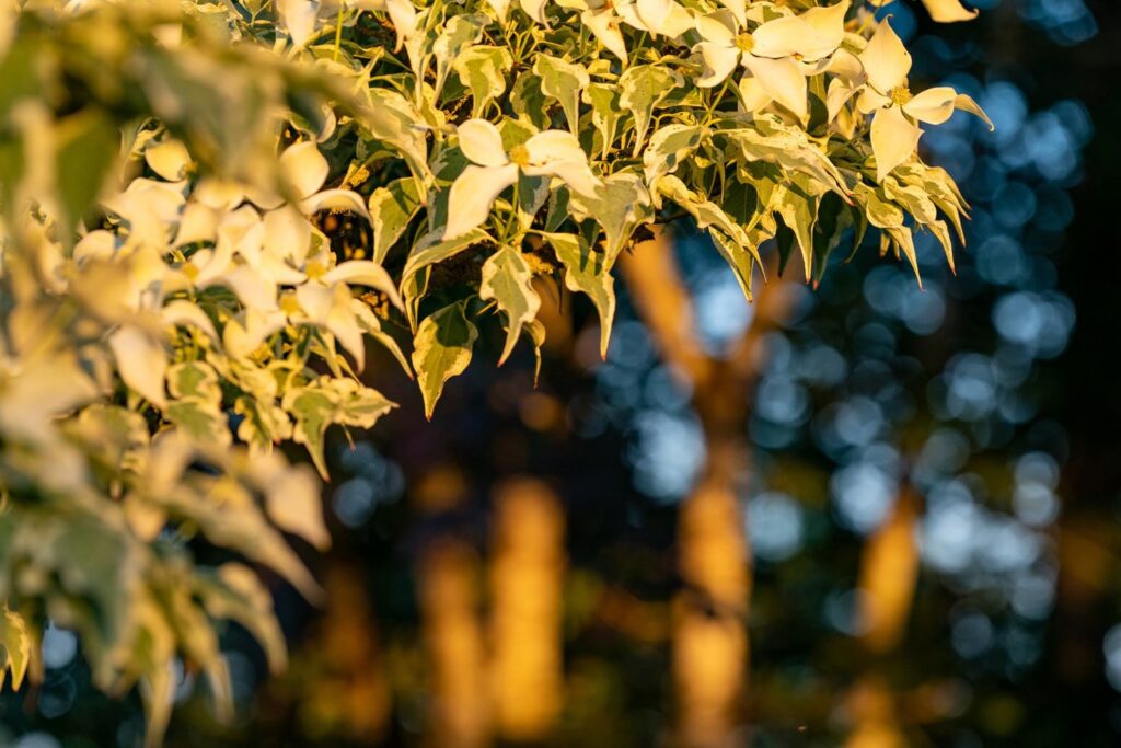 Garden — Nature & garden photography by Wasim Muklashy