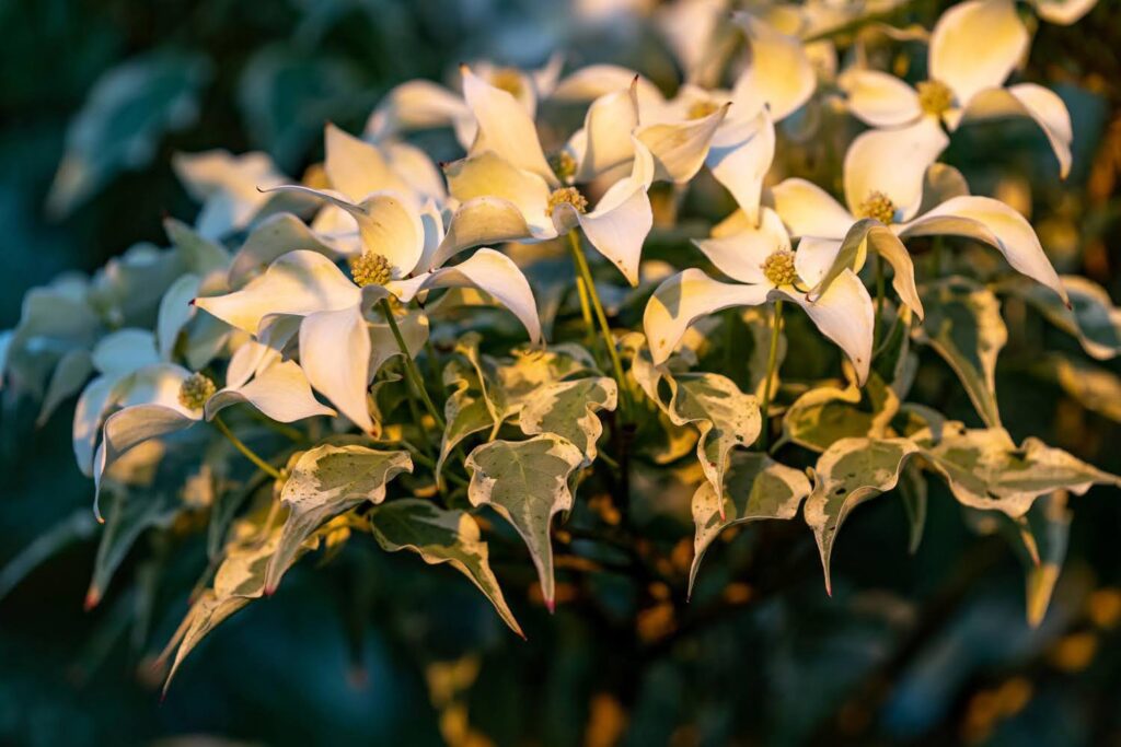 Garden — Nature & garden photography by Wasim Muklashy