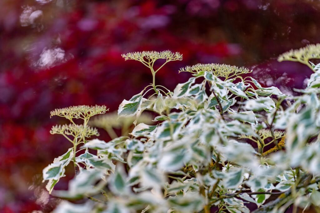 Garden — Nature & garden photography by Wasim Muklashy