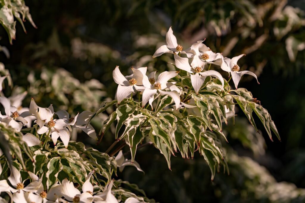Garden — Nature & garden photography by Wasim Muklashy