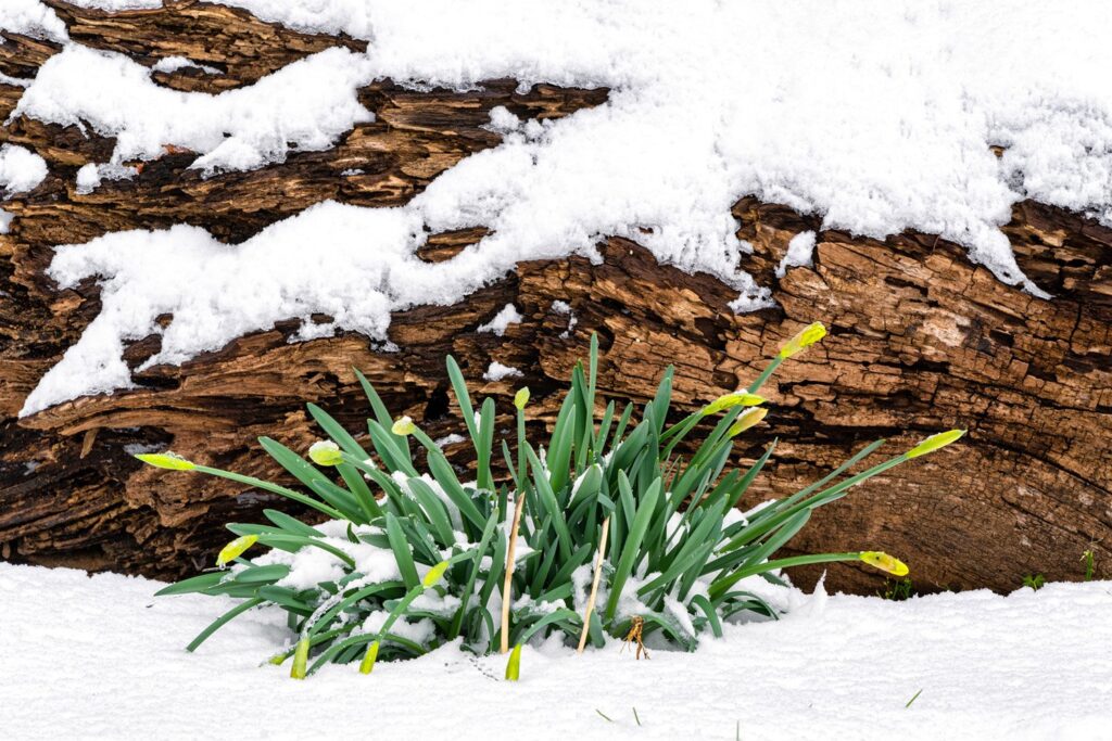 Garden — Nature & garden photography by Wasim Muklashy
