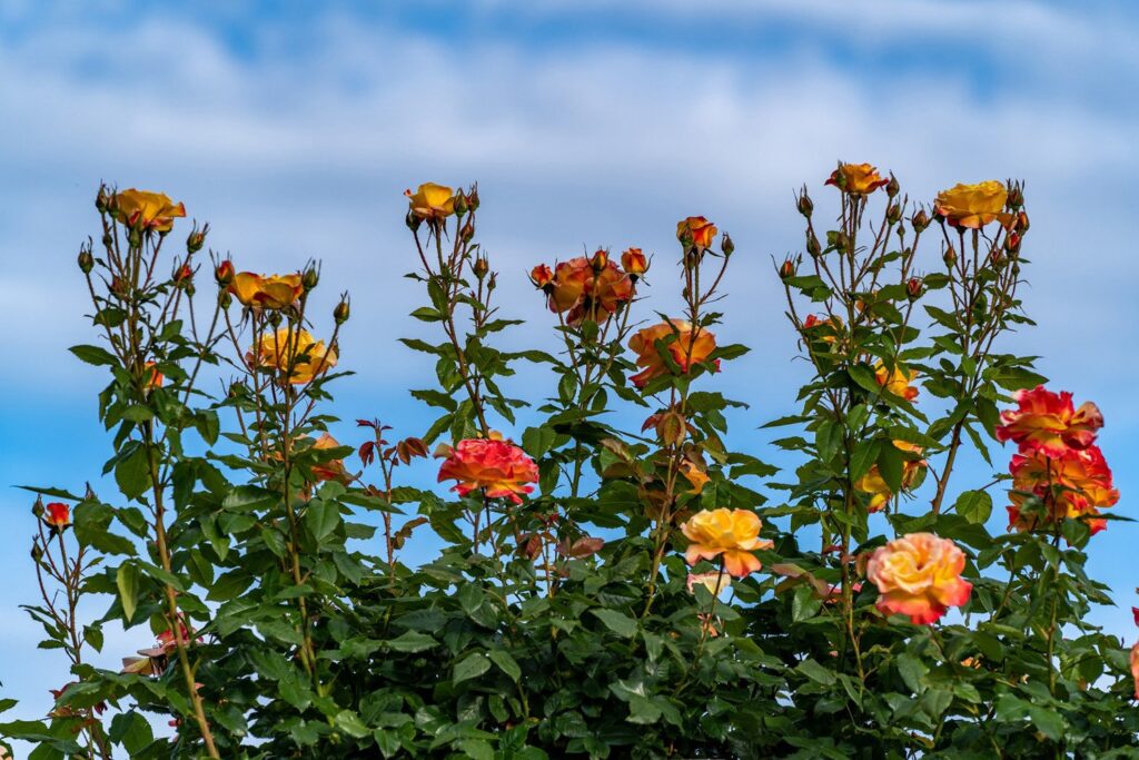 Garden — Nature & garden photography by Wasim Muklashy