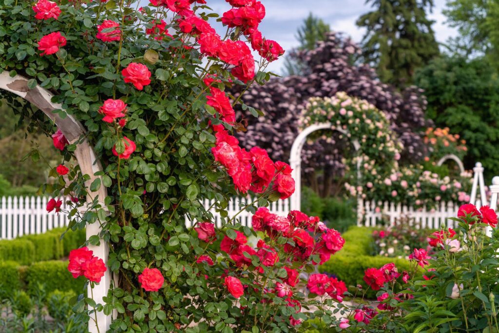 Garden — Nature & garden photography by Wasim Muklashy