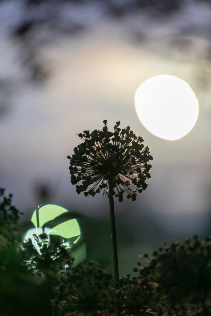 Garden — Nature & garden photography by Wasim Muklashy