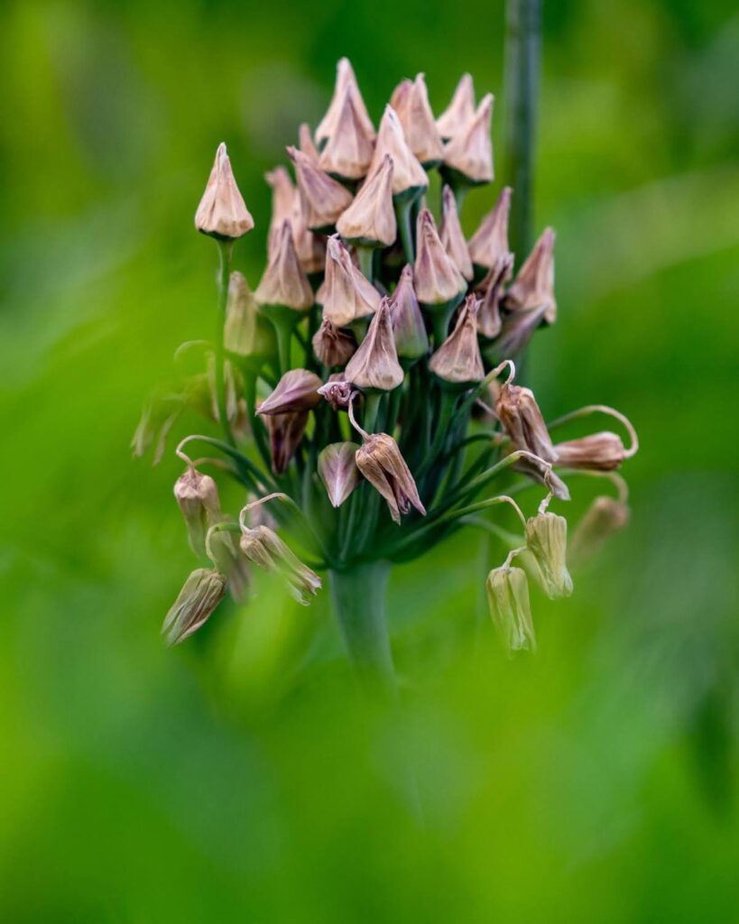 Garden — Nature & garden photography by Wasim Muklashy