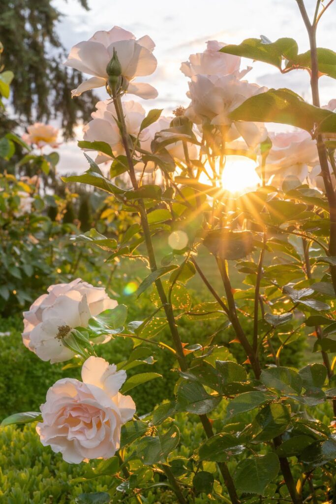 Garden — Nature & garden photography by Wasim Muklashy