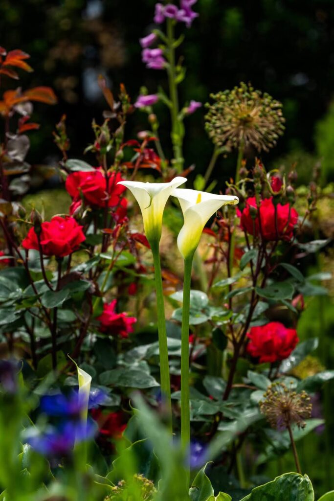 Garden — Nature & garden photography by Wasim Muklashy