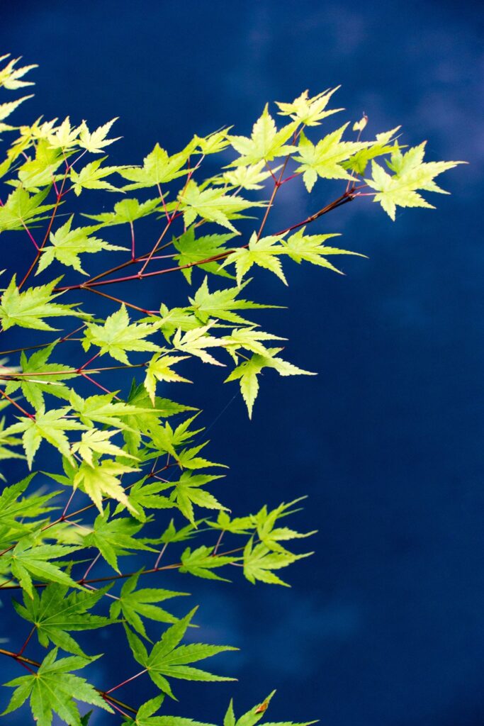 Garden — Nature & garden photography by Wasim Muklashy
