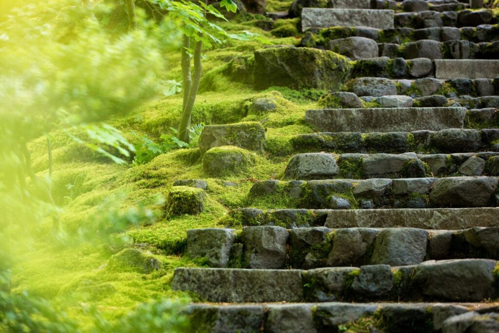 Garden — Nature & garden photography by Wasim Muklashy