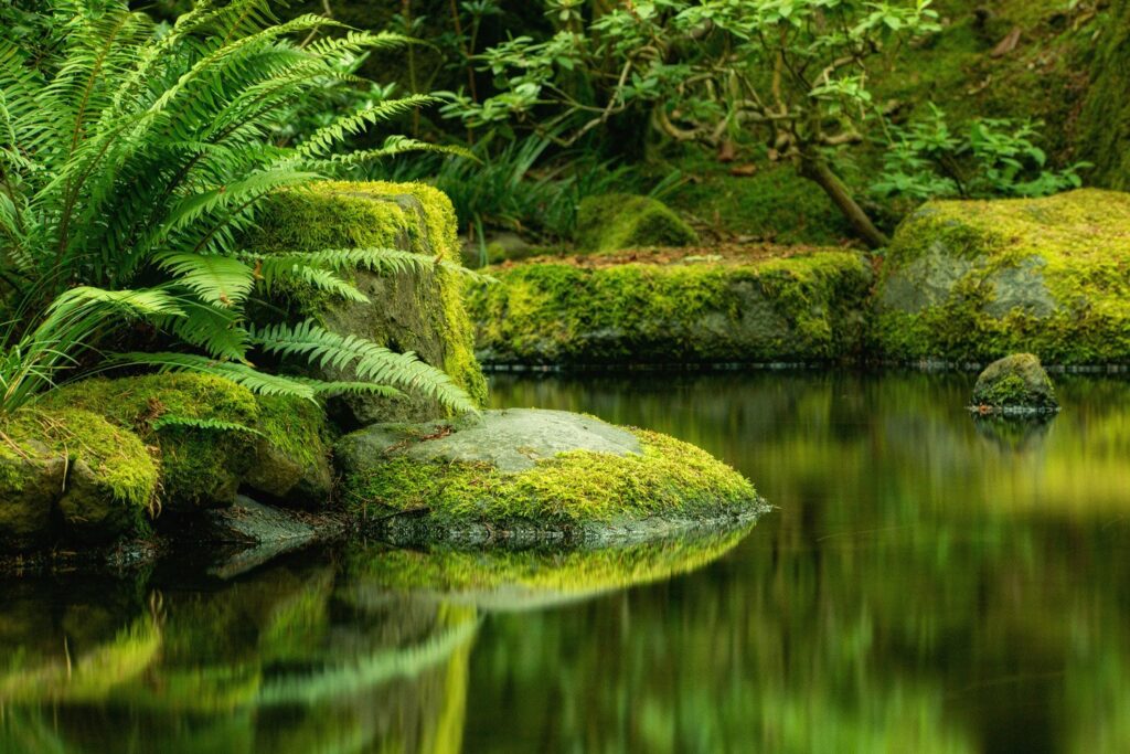 Garden — Nature & garden photography by Wasim Muklashy