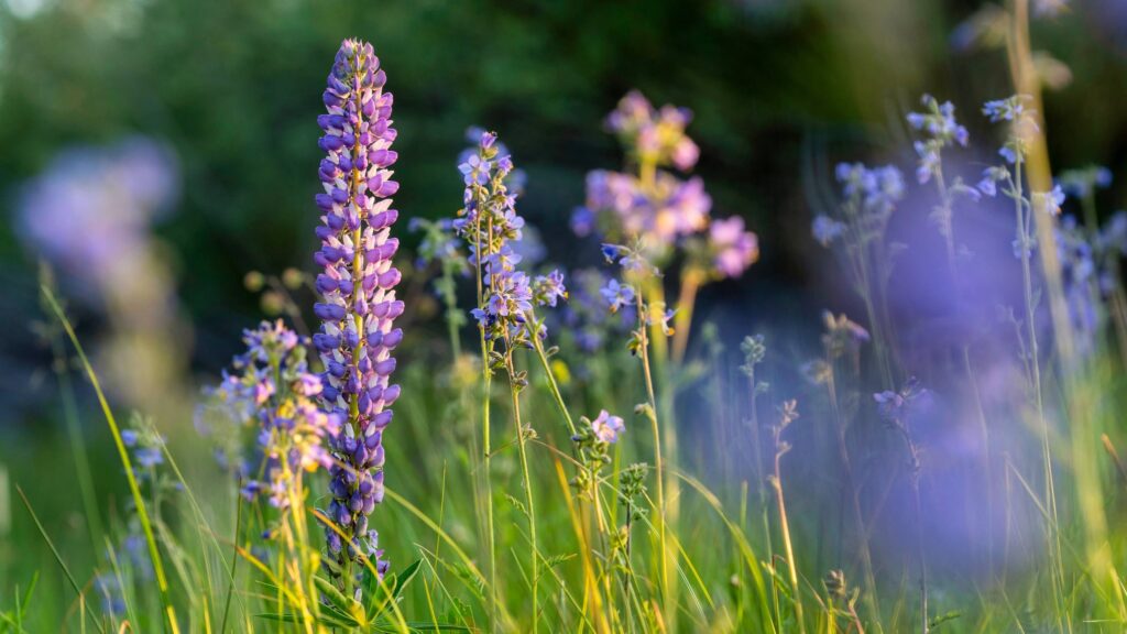 Lupine during sunset in the Summer — photography by Wasim Muklashy