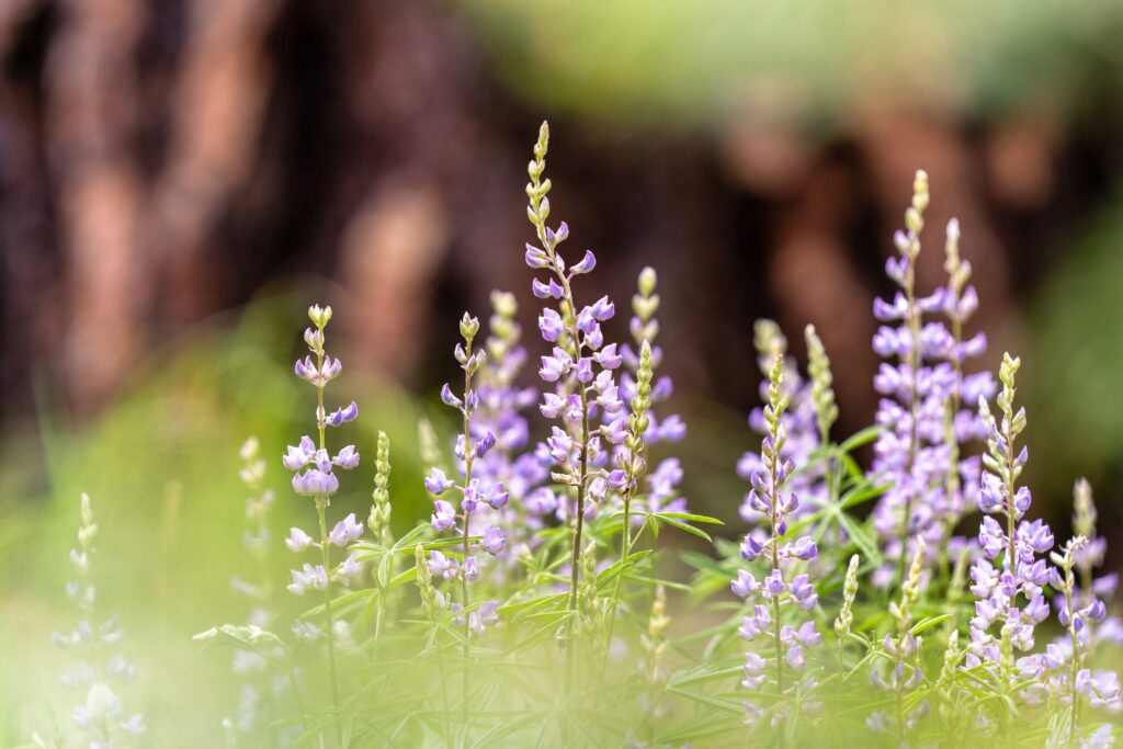 Metolius Preserve Deschutes Land Trust Sisters Bend Oregon — Nature & garden photography by Wasim Muklashy