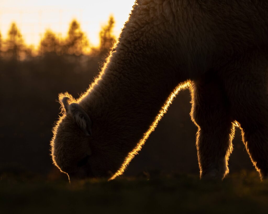 Oakwood Alpaca Farm and Gardens — Travel & nature photography by Wasim Muklashy