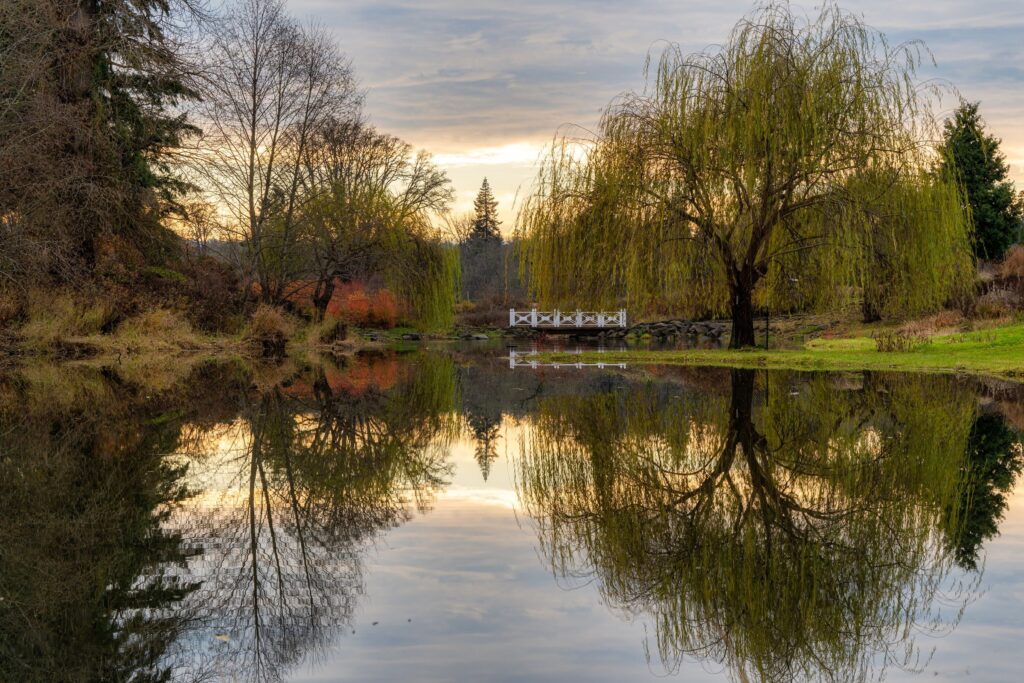 Autumn reflections on the pond at Oakwood Gardens, Hillsboro, Oregon, with a weeping willow and garden pavilion