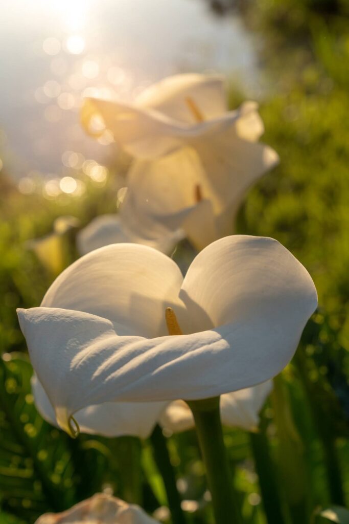 Oakwood Gardens Spring — Nature & garden photography by Wasim Muklashy
