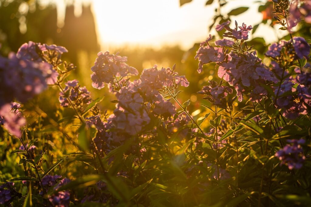 Oakwood Gardens Spring — Nature & garden photography by Wasim Muklashy