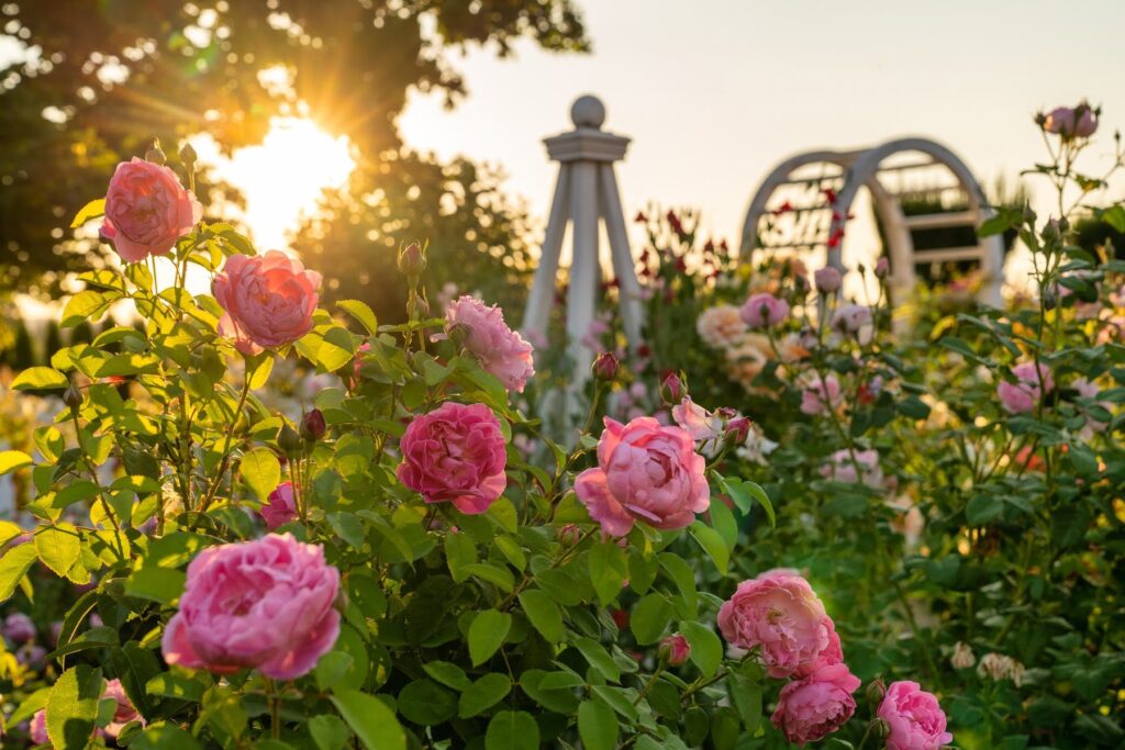 Oakwood Gardens Summer — Nature & garden photography by Wasim Muklashy