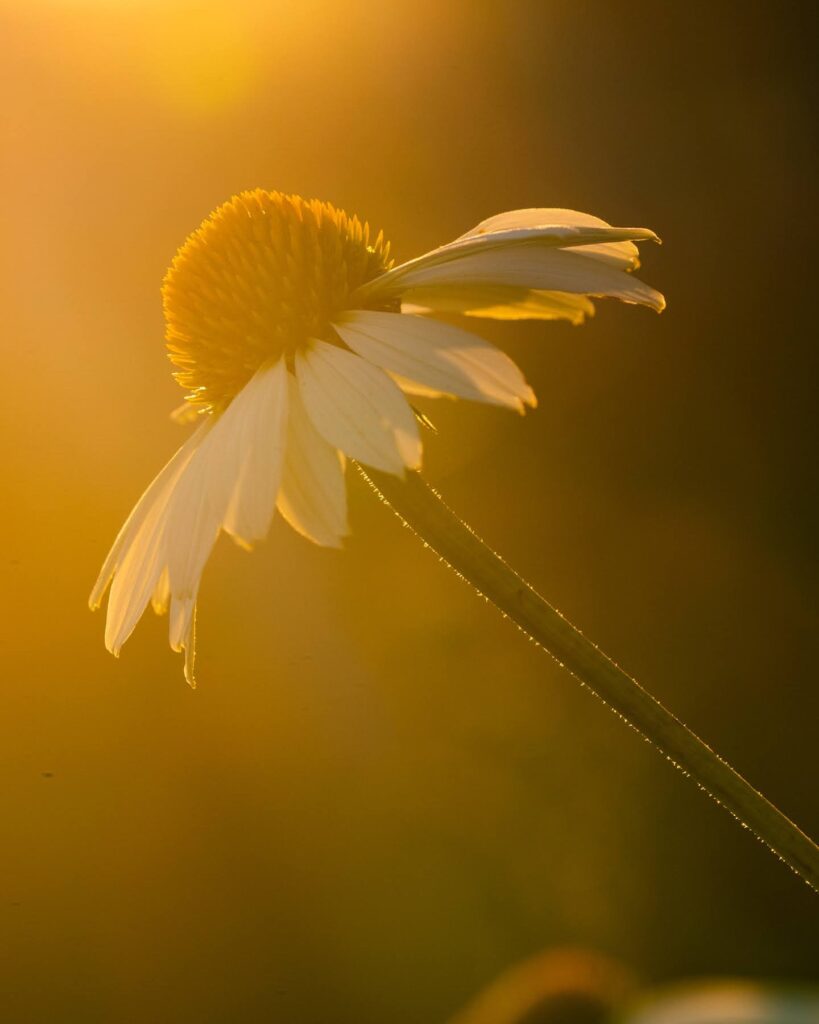 Oakwood Gardens Summer — Nature & garden photography by Wasim Muklashy