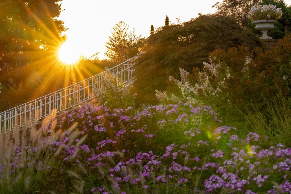 Oakwood Gardens Summer Garden — Nature & garden photography by Wasim Muklashy