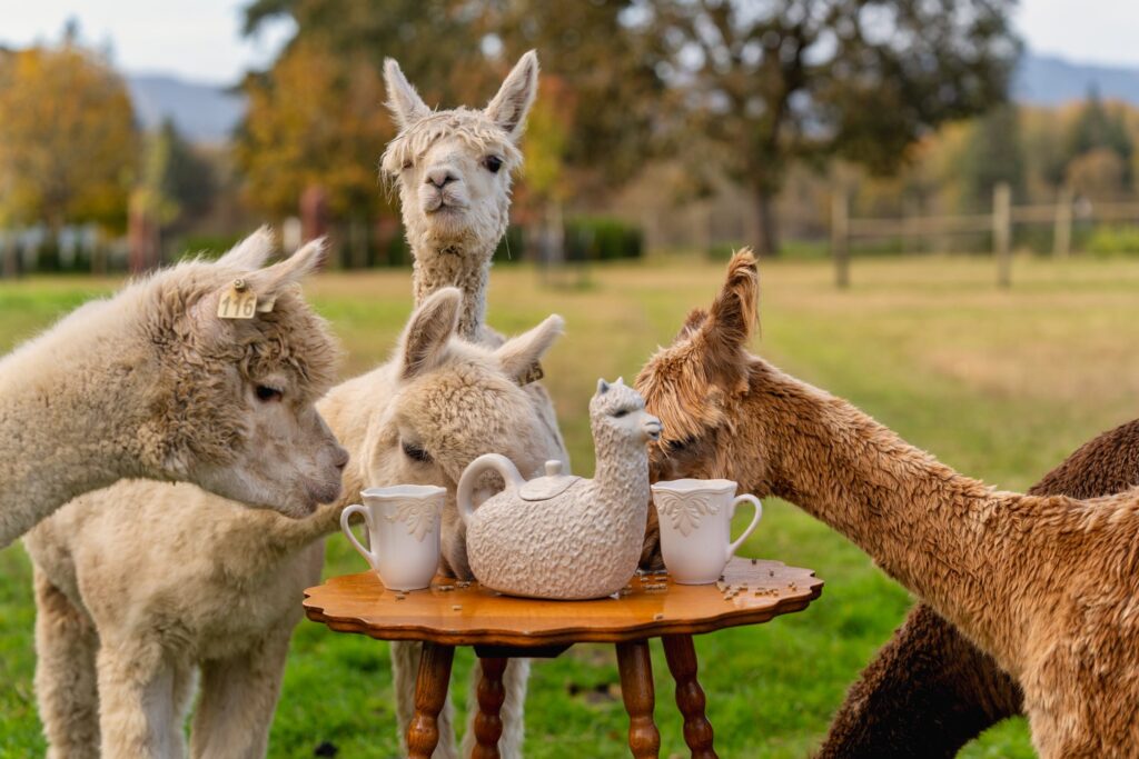Pet Alpaca — Alpaca & animal photography by Wasim Muklashy