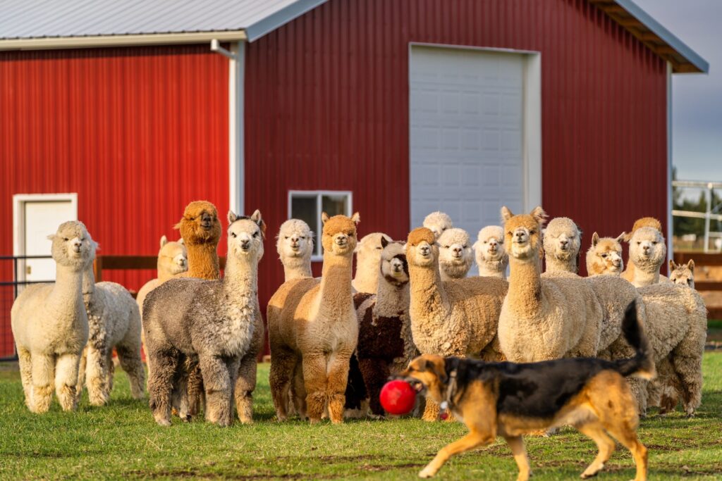 Pet Alpaca — Alpaca & animal photography by Wasim Muklashy