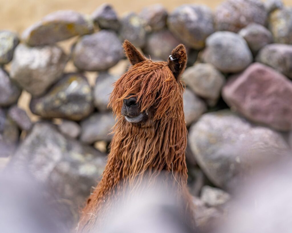 Pet Alpaca — Alpaca & animal photography by Wasim Muklashy