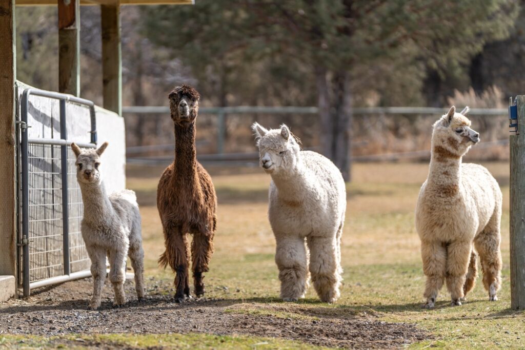 Pet Alpaca — Alpaca & animal photography by Wasim Muklashy
