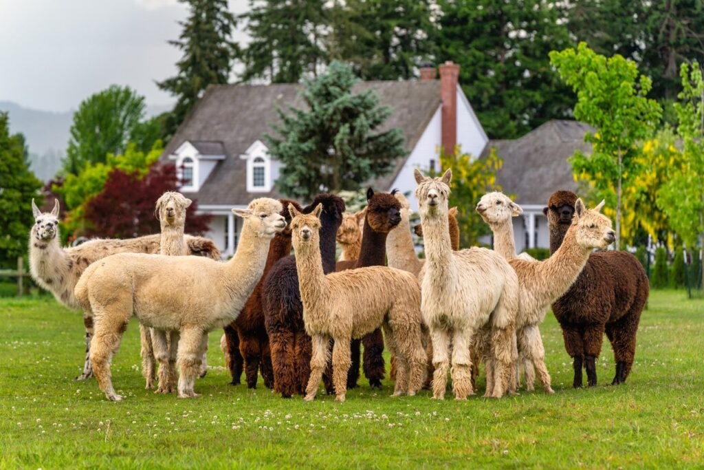 Pet Alpaca — Alpaca & animal photography by Wasim Muklashy