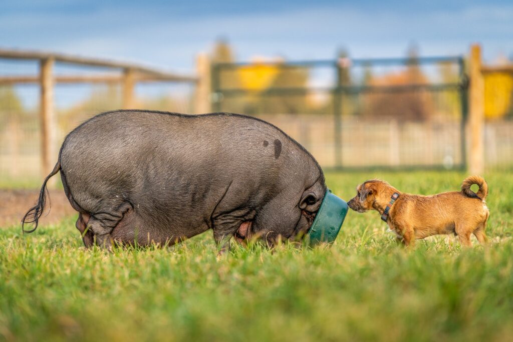 Pet Dogs Horses Fish — Alpaca & animal photography by Wasim Muklashy