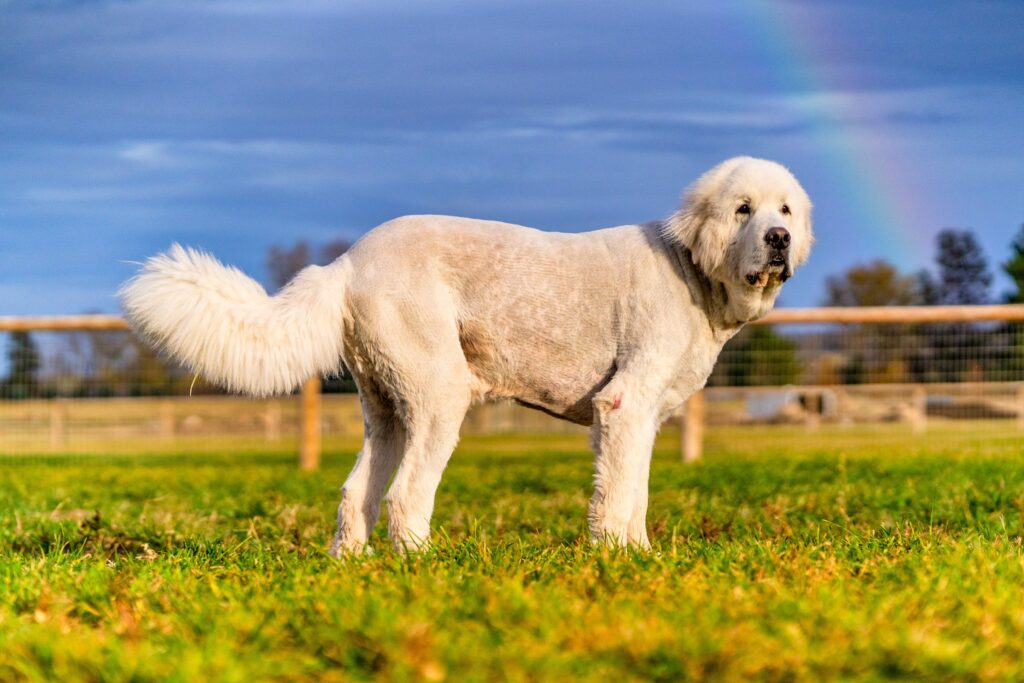 Pet Dogs Horses Fish — Alpaca & animal photography by Wasim Muklashy