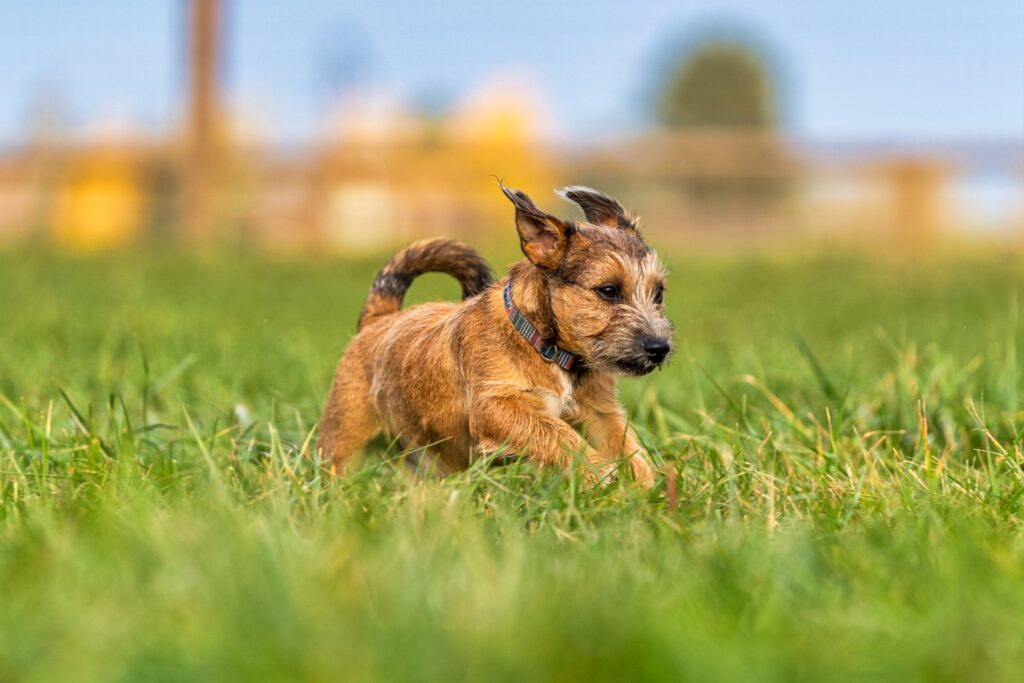 Pet Dogs Horses Fish — Alpaca & animal photography by Wasim Muklashy