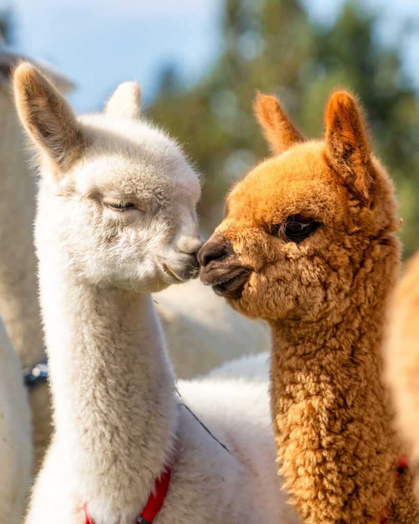 Shadi Mirae Flying Dutchman Alpacas The Original Alpaca Picnic Experience Paca Picnics Original Alpaca Experiences — Alpaca & animal photography by Wasim Muklashy