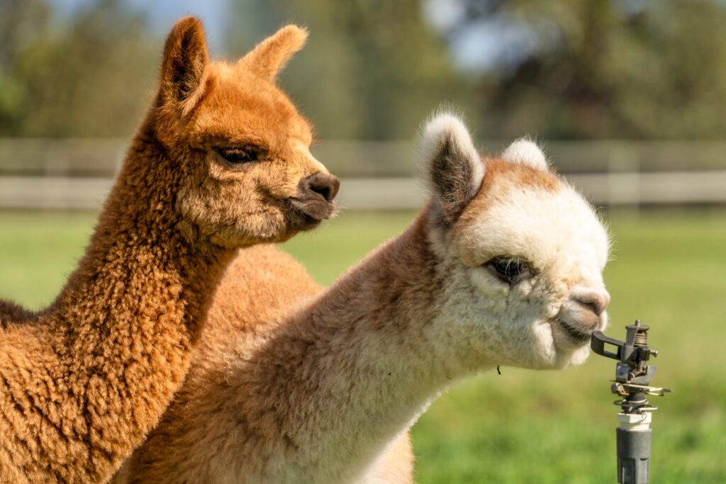 The Original Alpaca Picnic Experience Paca Picnics Original Alpaca Experiences — Alpaca & animal photography by Wasim Muklashy