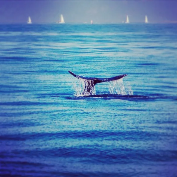 Wasim muklashy photography instagram 15 — photograph by Wasim Muklashy