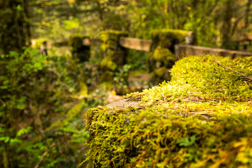 Pacific northwest nx30