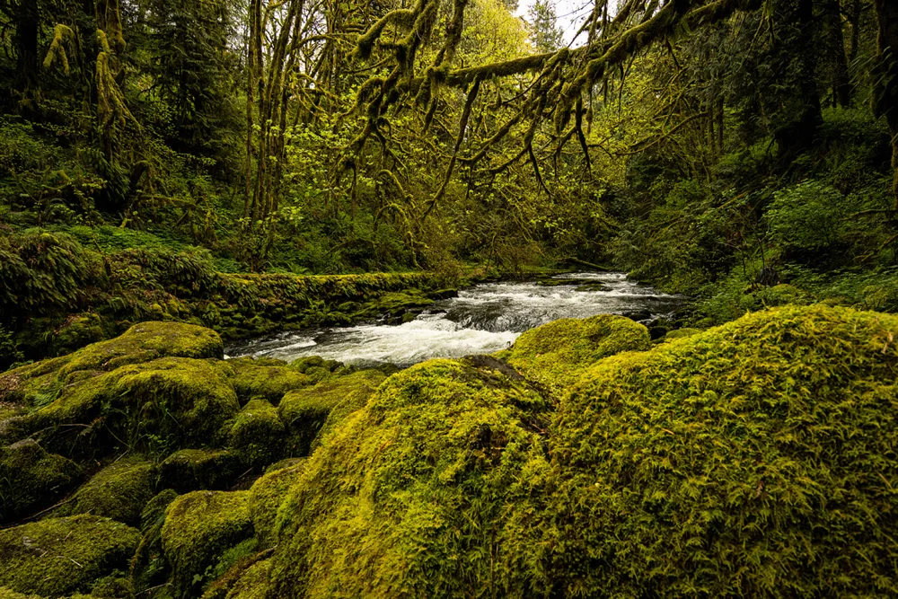 Pacific northwest nx30