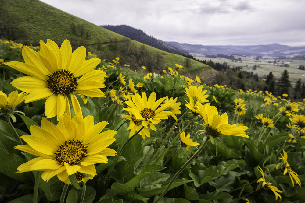 Pacific northwest samsungnx30 mirrorless