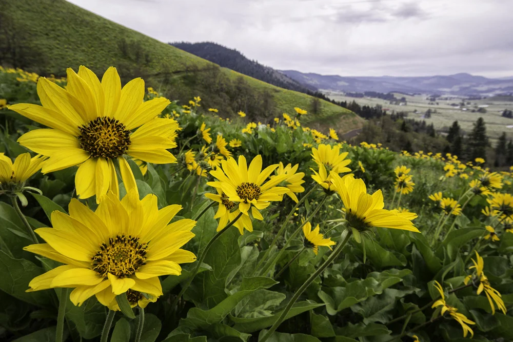 Pacific northwest samsungnx30 mirrorless