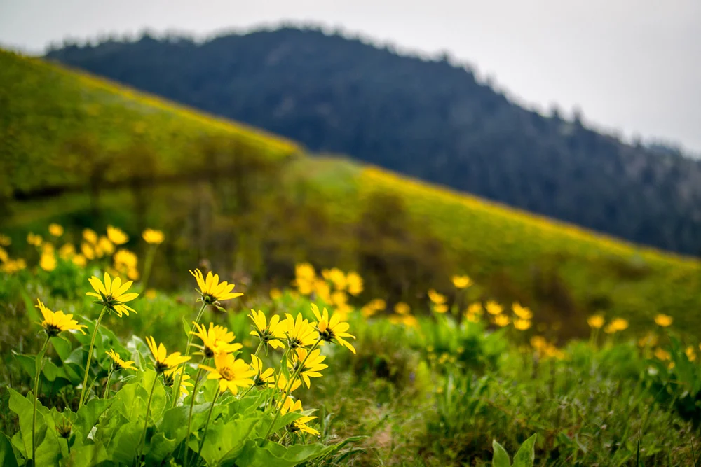 Pacific northwest samsungnx30 mirrorless