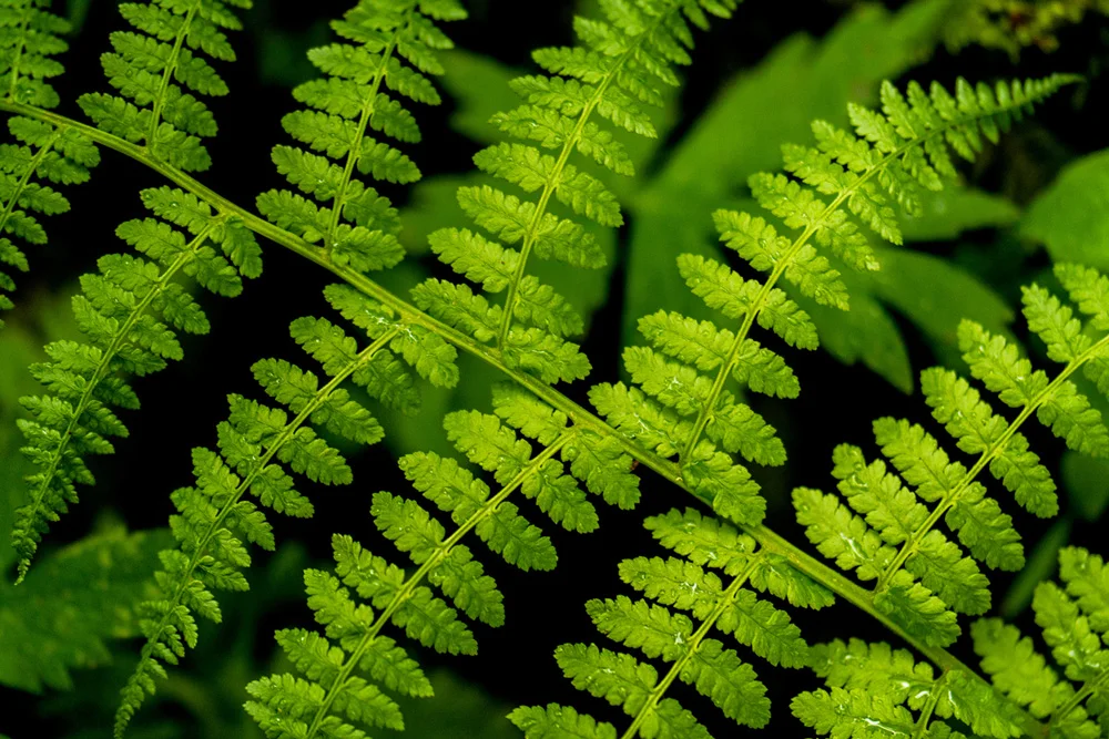 Pacific northwest samsungnx30 mirrorless