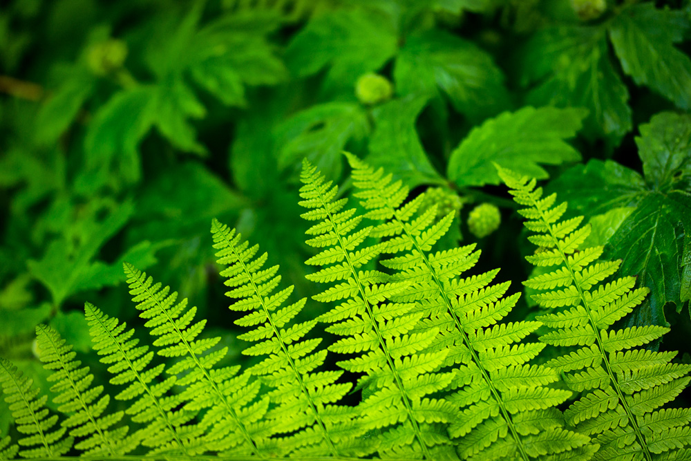 Pacific northwest samsungnx30 mirrorless